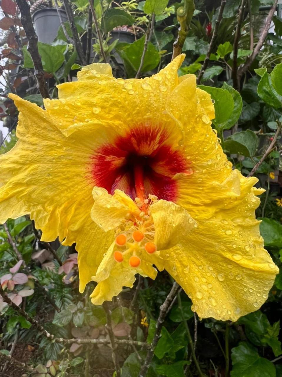 Ella Flower Garden Resort Esterno foto