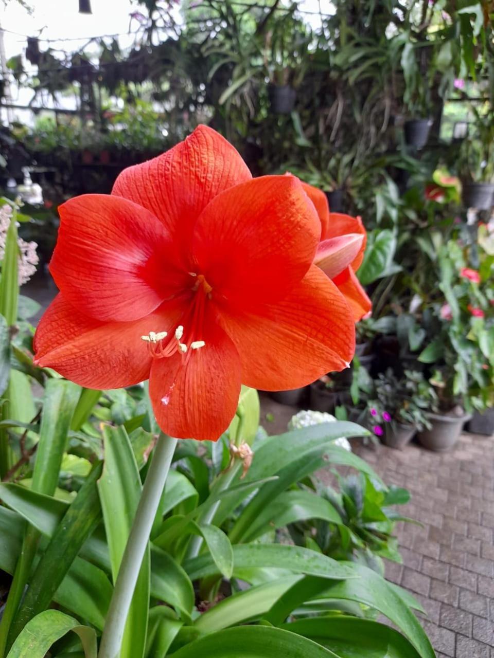 Ella Flower Garden Resort Esterno foto